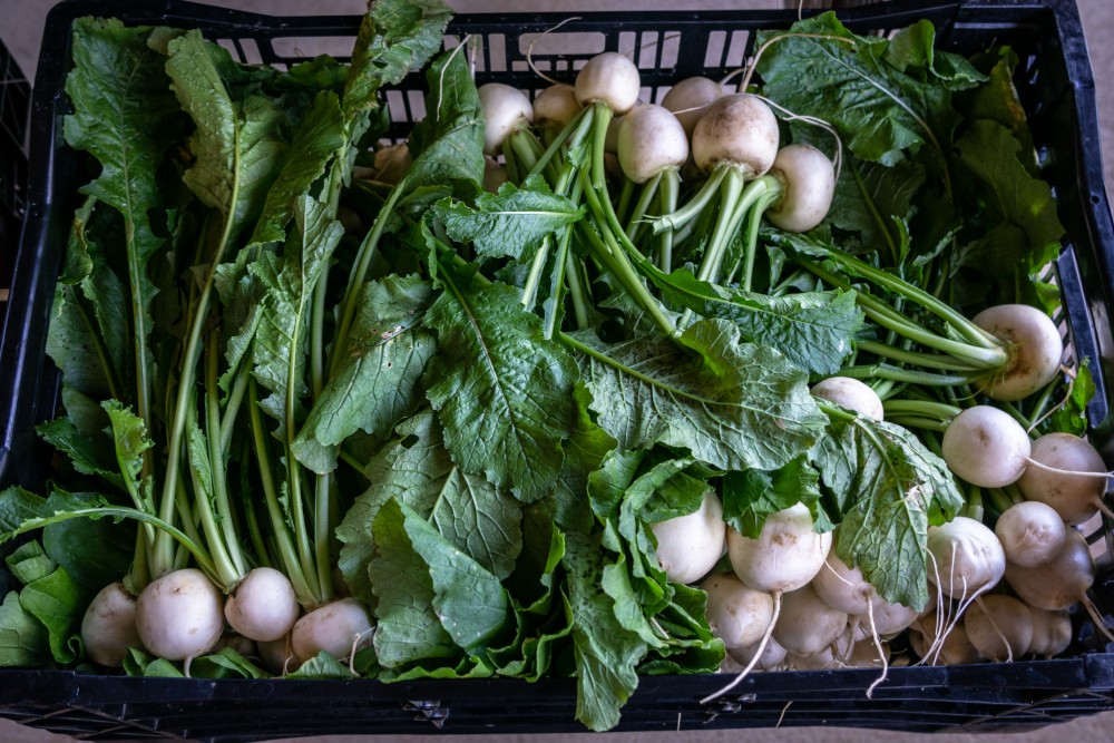 How To Prepare Turnip Greens From The Garden / Turnip Greens With Diced Turnips Recipe Taste Of